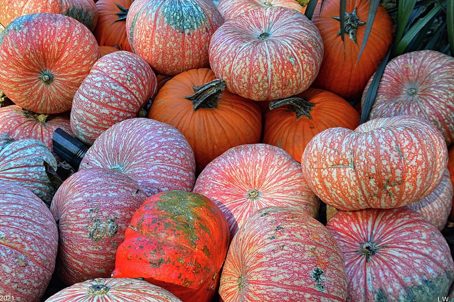 Pumpkins Galore  Photograph by Lisa Wooten