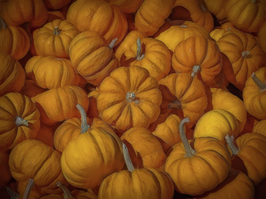 Pumpkins Galore Photograph by Sylvia Goldkranz