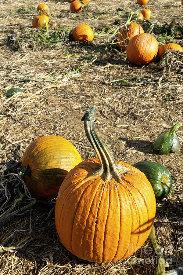 Pumpkins growing in a pumpkin patch at Larriland Farm in Woodbin Photograph by William Kuta