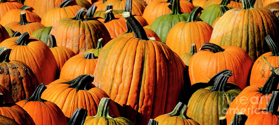 Pumpkins in a Pile Harvested in the Fall Photograph by Lane Erickson