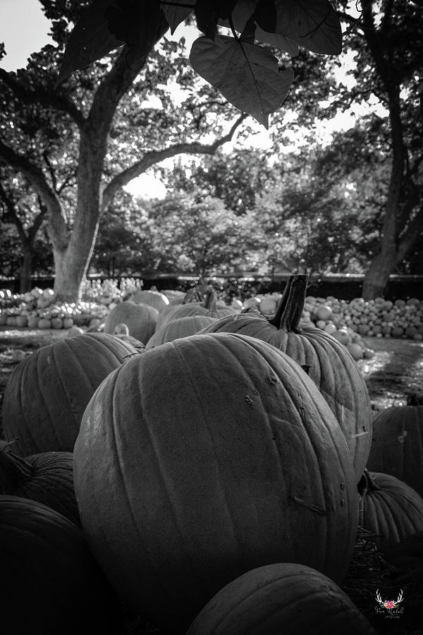 Pumpkins in BW Photograph by Pam Rendall