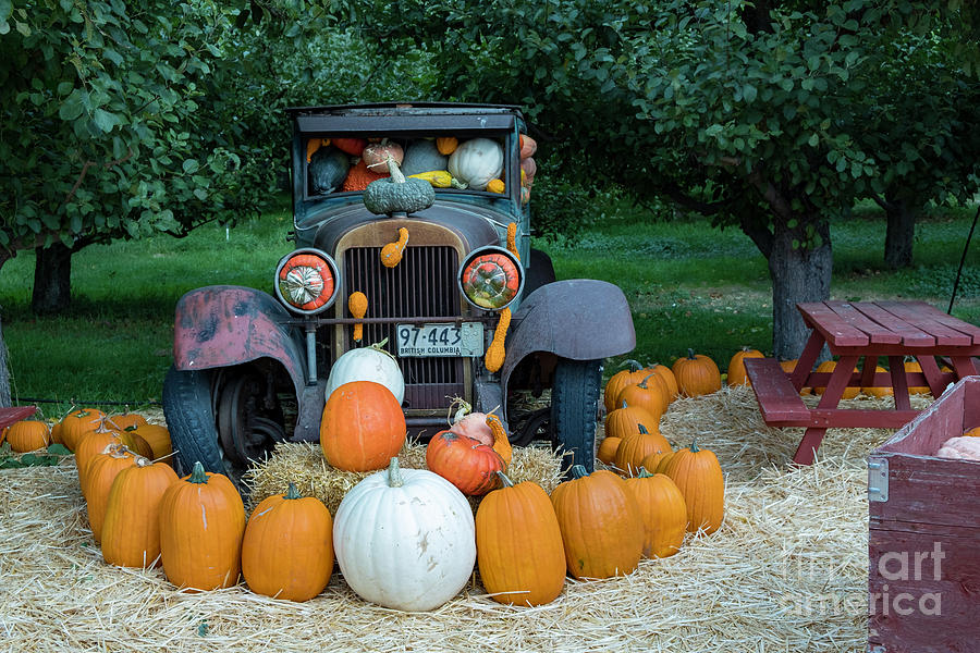Pumpkins Digital Art by Jim Hatch