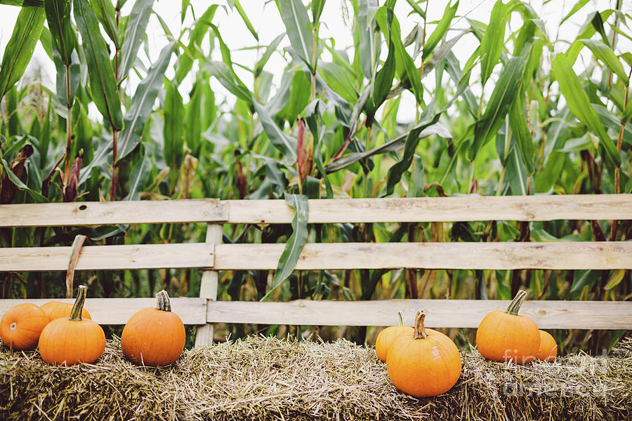 Pumpkins Lying On Hay On The Farm. Halloween And Thanksgiving Photograph