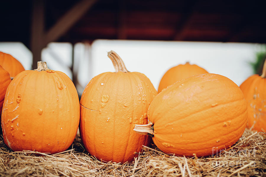 Pumpkins On Hay. Halloween And Thanksgiving Photograph