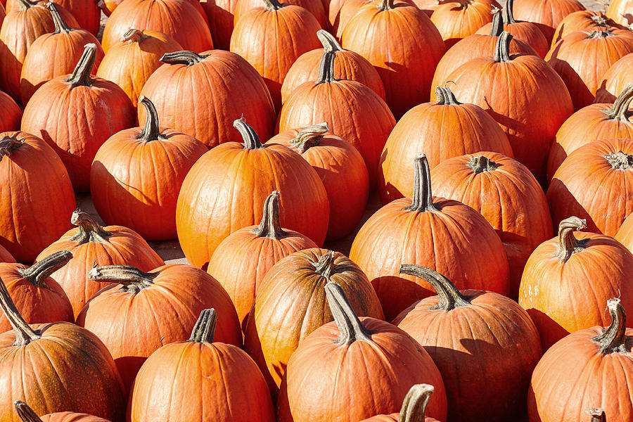 Pumpkins Photograph by Patstock