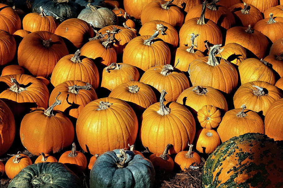 Pumpkins pumpkins pumpkins Photograph by Cathy Anderson
