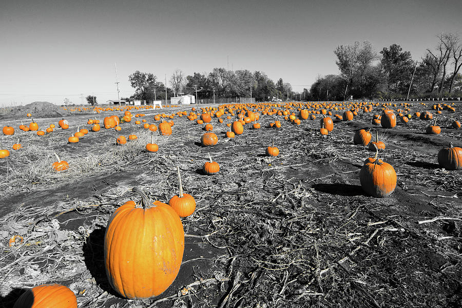 Pumpkins Photograph by Steve Stuller