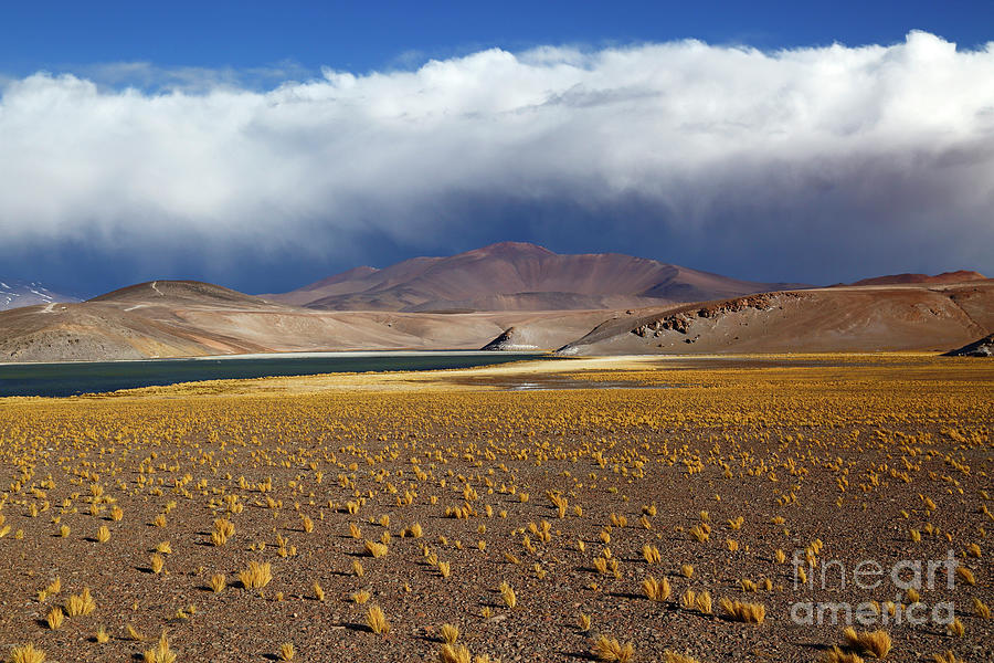 Puna de Atacama near Laguna Santa Rosa Chile Photograph by James Brunker