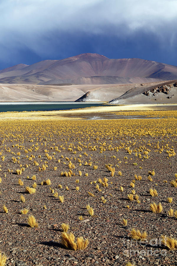 Puna desert and Laguna Santa Rosa Chile Photograph by James Brunker