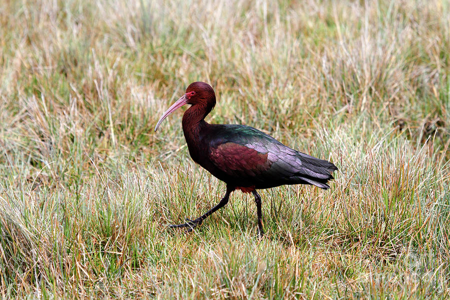 Puna ibis portrait Photograph by James Brunker