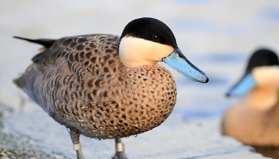 Puna Teal Photograph by Neil R Finlay