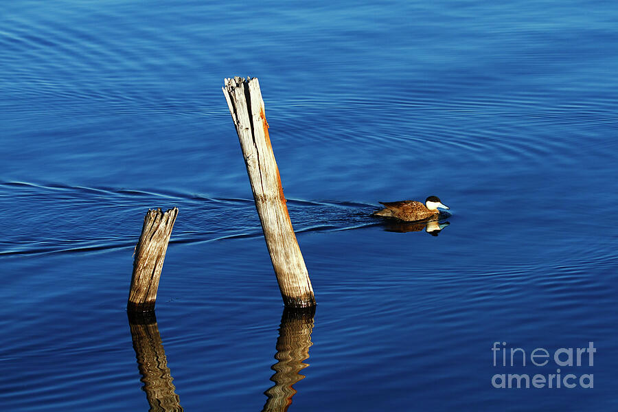 Puna teal swimming past wooden posts in blue water Photograph by James Brunker
