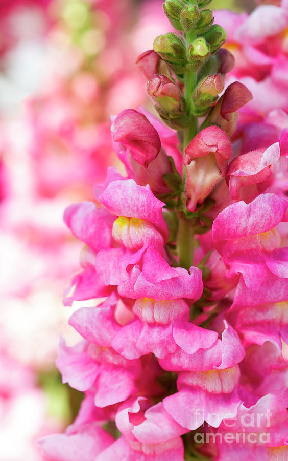 Punch of Pink Snapdragons Photograph by Ruth Jolly