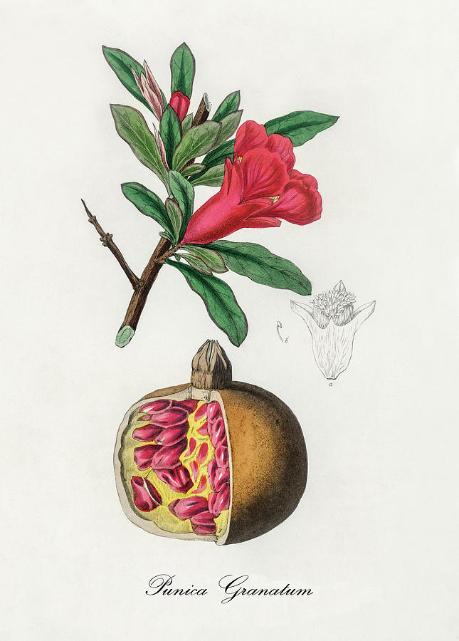 Nature Digital Art - Punica Granatum - Pomegranate -  Medical Botany - Vintage Botanical Illustration - Plants And Herbs by Studio Grafiikka