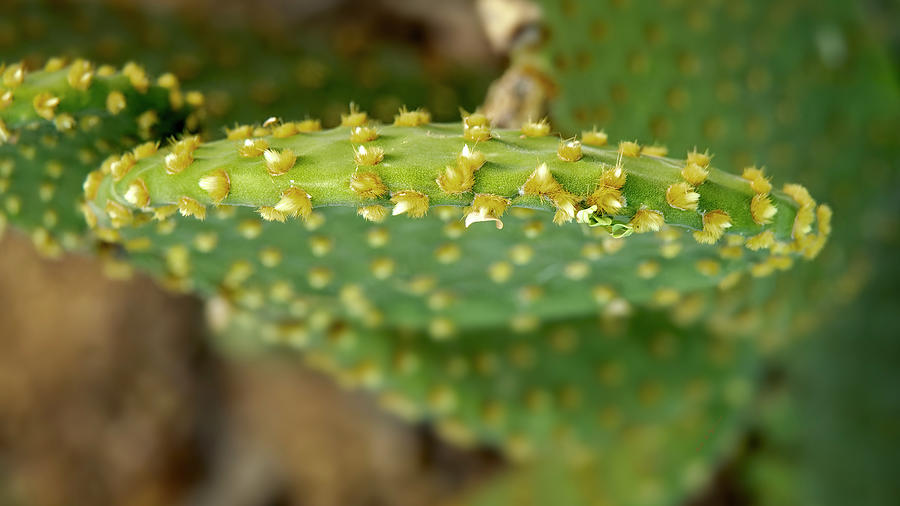 Punta De Cactus 24509a Photograph