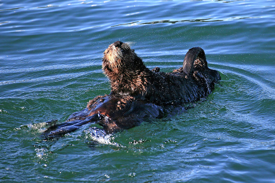 Pup Pose Photograph by Shoal Hollingsworth - Pixels