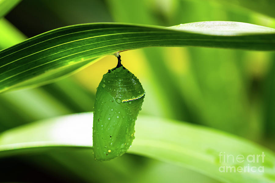Butterfly Photograph - Pupa or Chrysalis Stage of the Monarch Butterfly by Phillip Espinasse