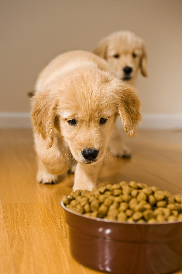 Puppies dinner time Photograph by Cmannphoto