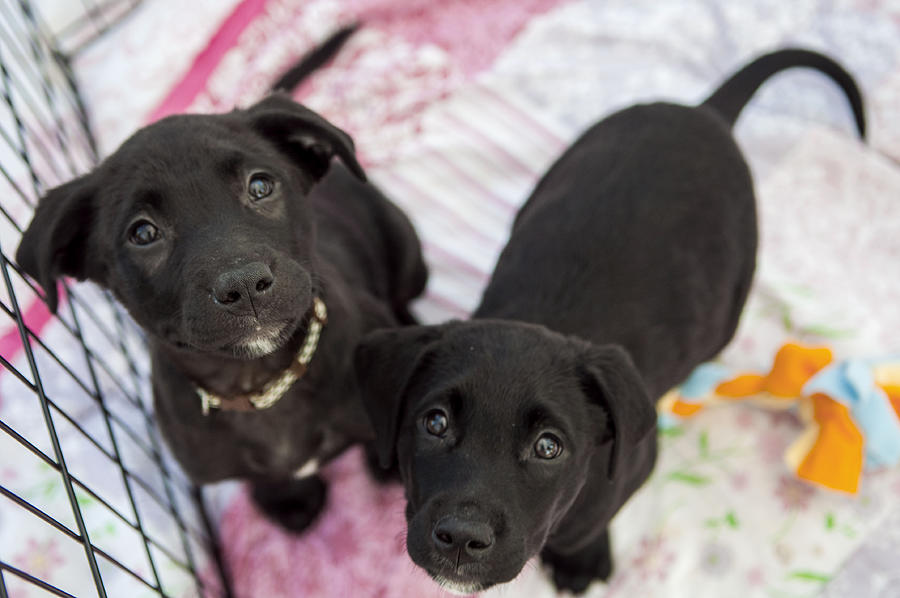 Puppies for adoption Photograph by Elizabeth W. Kearley