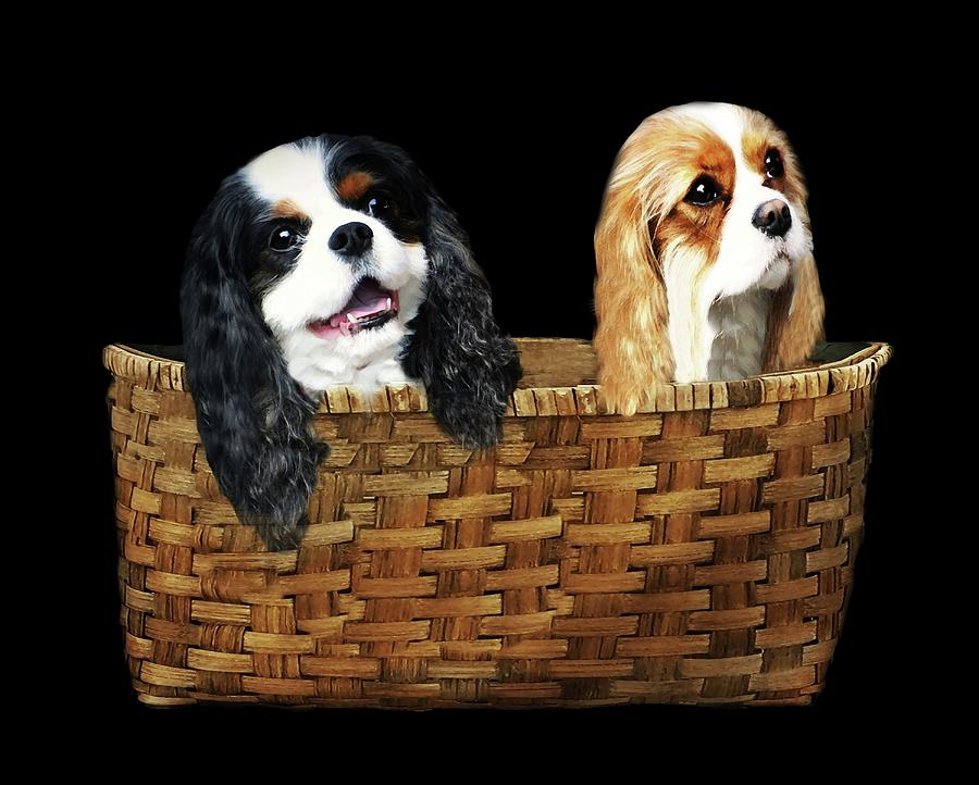 Puppies in a Basket Photograph by Diana Angstadt