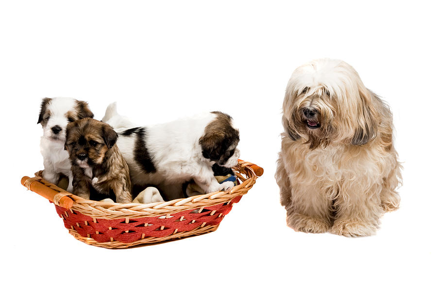 Puppies in the basket with their mother next to them. Photograph by BostjanT
