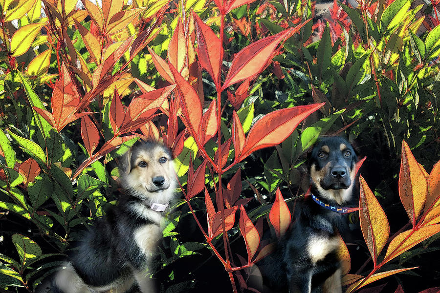 Puppies of the Corn Photograph by Bill Swartwout