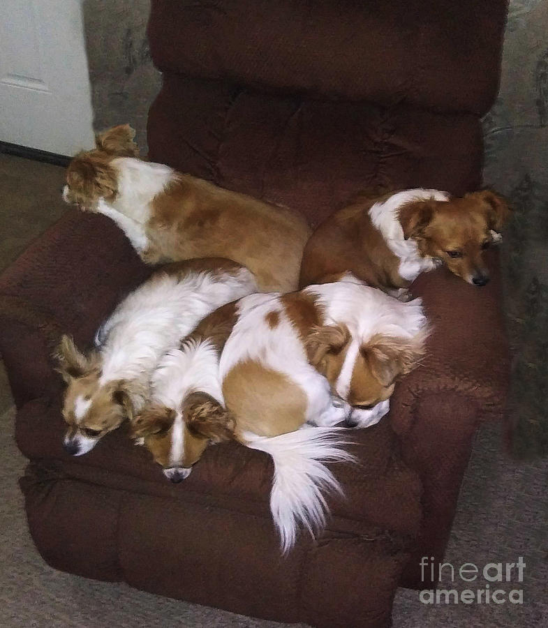 Puppies on Couch Photograph by Steven Krull
