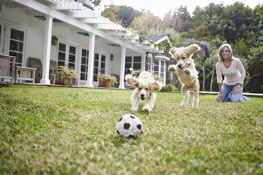 Puppies running after ball, woman in background Photograph by Tony Garcia