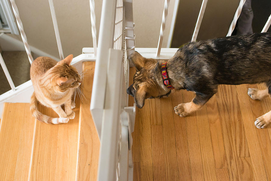 Puppy and cat look at each other through babygate Photograph by Danielle Donders