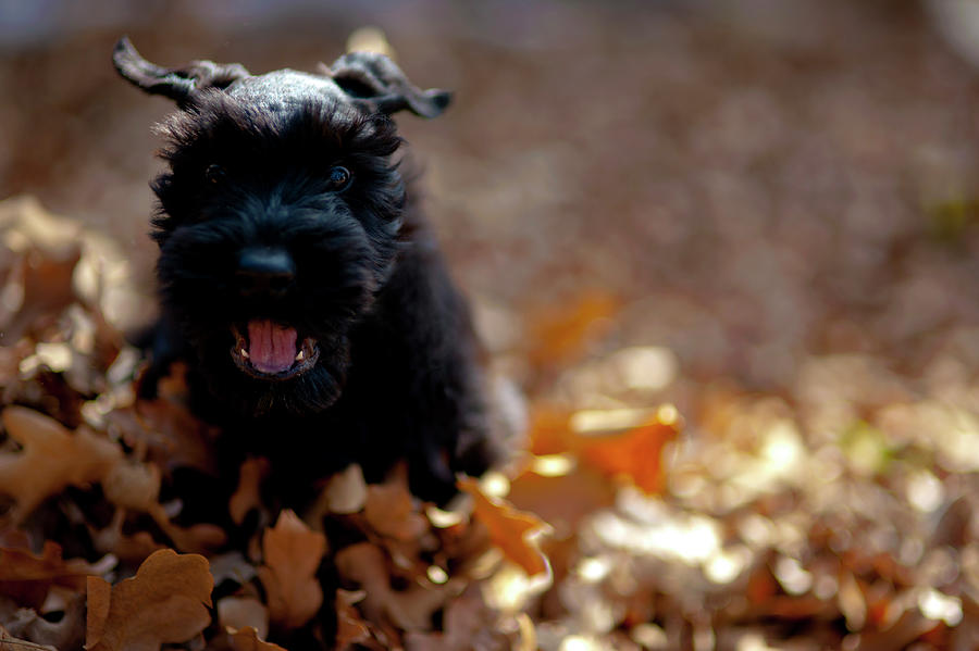 Puppy Attack Photograph by Paula Regan - Fine Art America