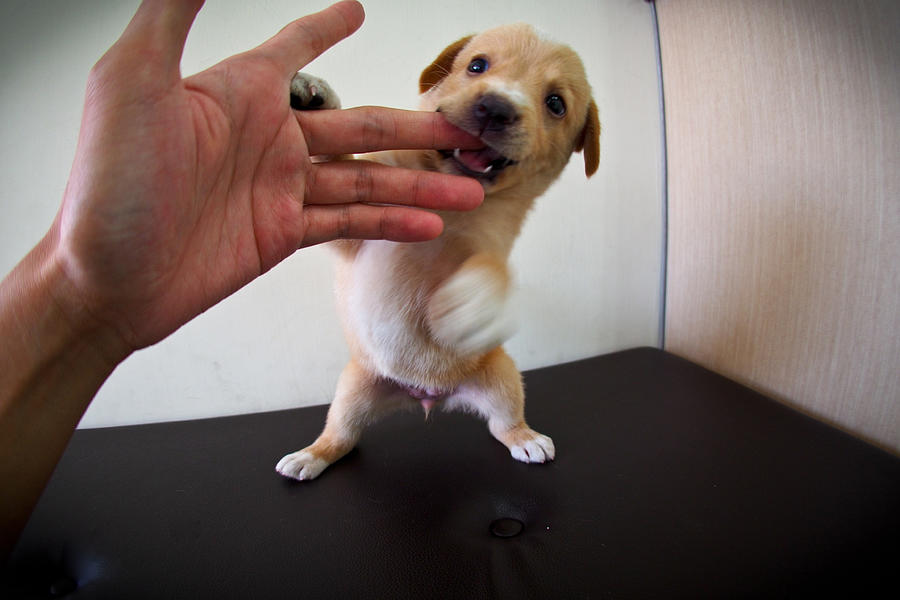 Puppy biting finger Photograph by Ricardos snapshot