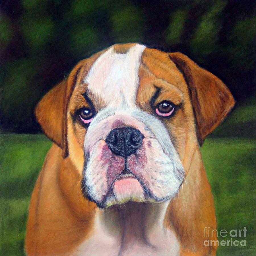 Bulldog Drawing - Puppy Bulldog Pastel Pencil Drawing by Rachel Maytum Bulldog Drawing - Puppy Bulldog Pastel Pencil Drawing by Rachel Maytum