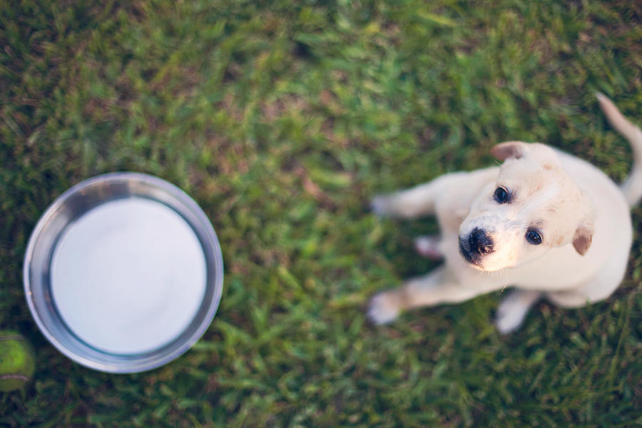 Puppy Photograph by Chasing J Bird Photography By Rosie Fluegel