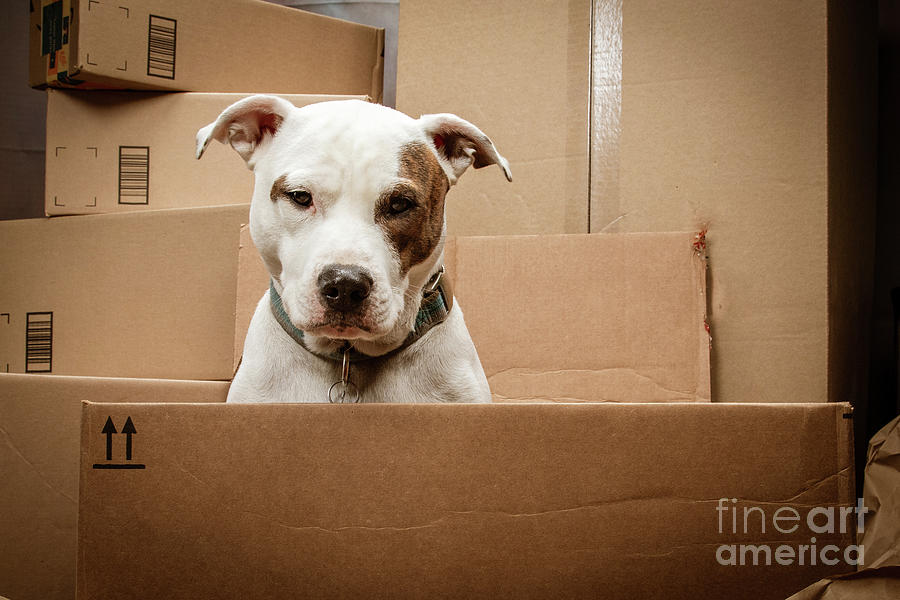 Puppy Dog Shipping Photograph