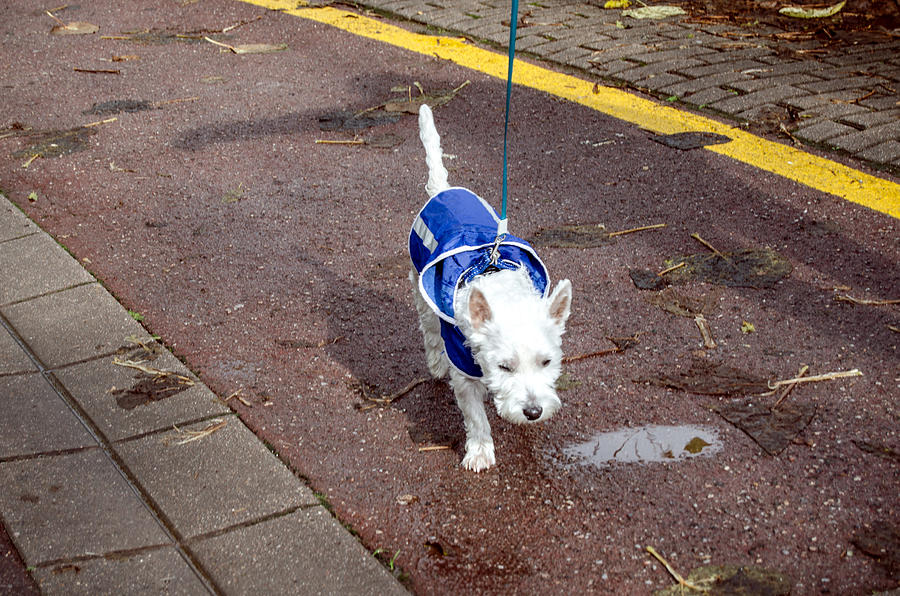 Puppy dog with blue raincoat Photograph by David Crespo
