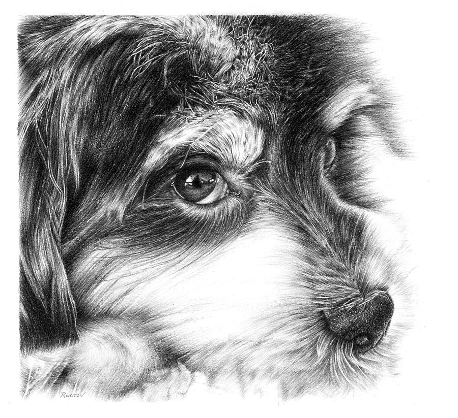 Puppy Eyes Drawing by Casey Remrov Vormer