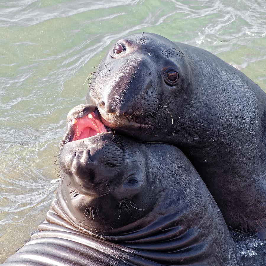 Puppy Eyes - Northern Elephant Seal Photograph by KJ Swan