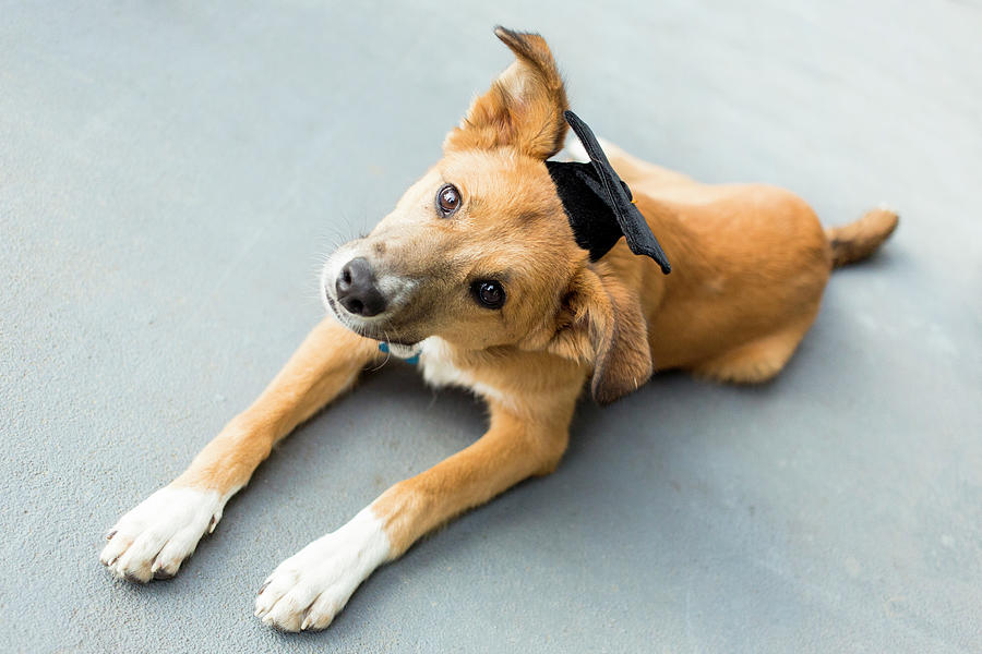 Puppy Graduation Photograph by Nicole Young