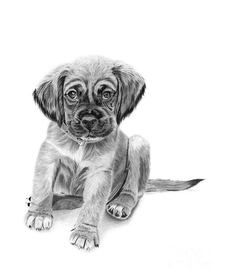 Puppy Drawing by Jessica Lebo - Fine Art America