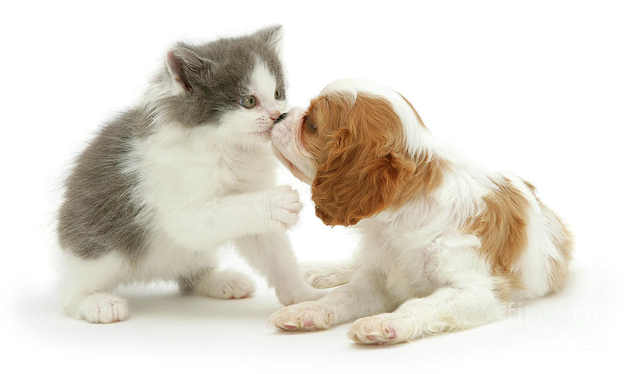 Puppy Kitty Kissing Photograph by Warren Photographic