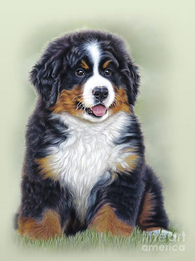 Bernese Mountain Dog Mixed Media - Puppy Love by Donna Mulley Bernese Mountain Dog Mixed Media - Puppy Love by Donna Mulley