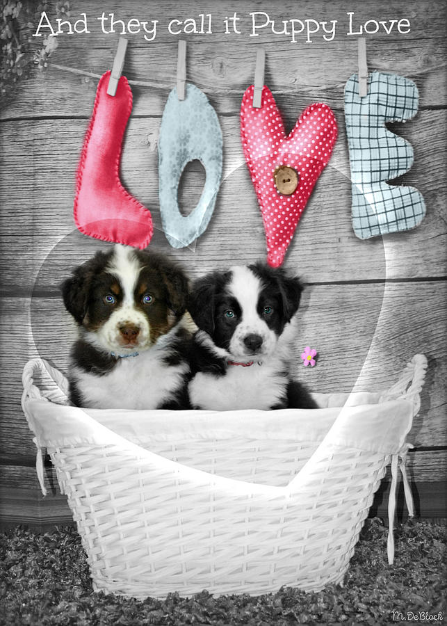 Puppy Love Selective Color  Photograph by Marilyn DeBlock