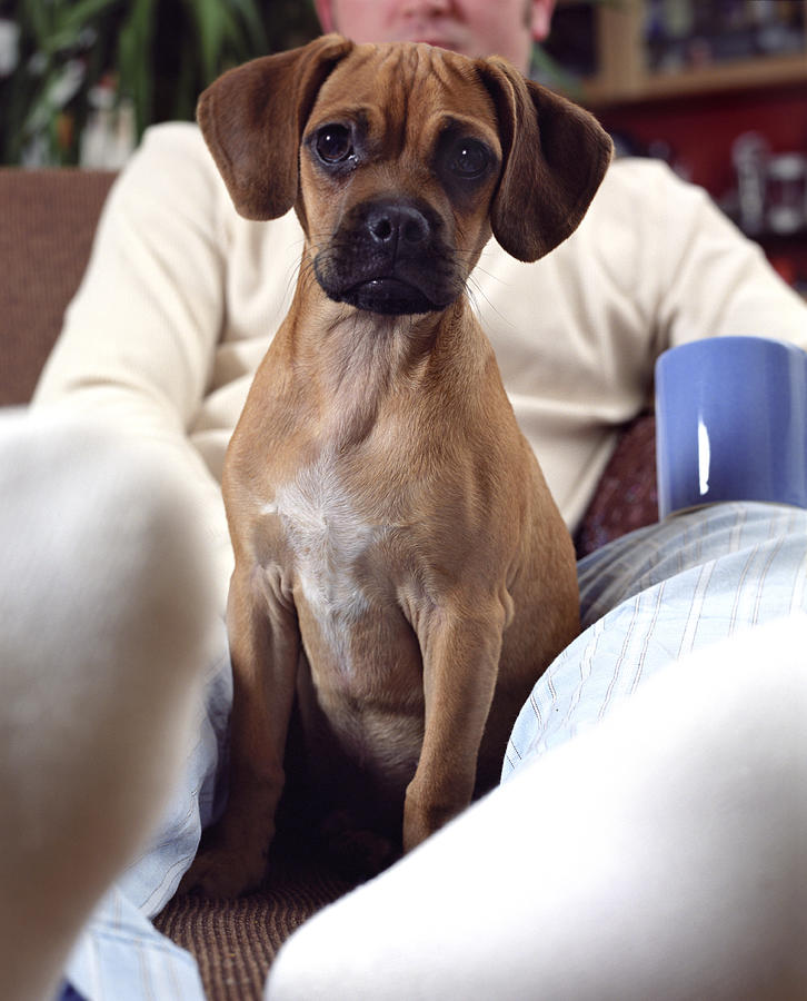 Puppy sitting on ottoman with owner (focus on puppy) Photograph by Brick House Pictures