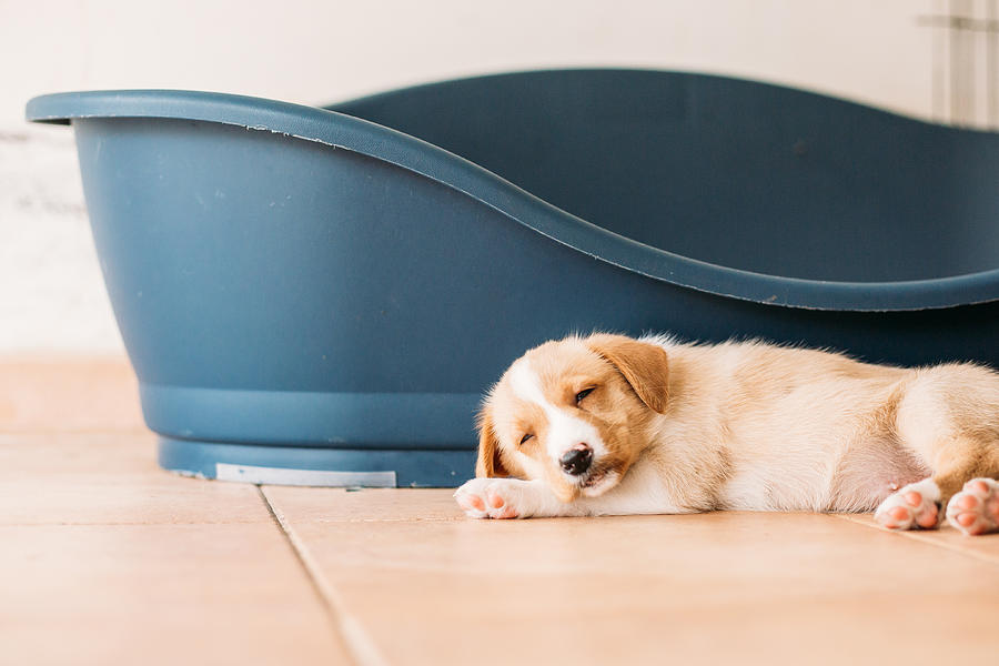 Puppy Sleeping Next To Its Bed Photograph by Os Tartarouchos