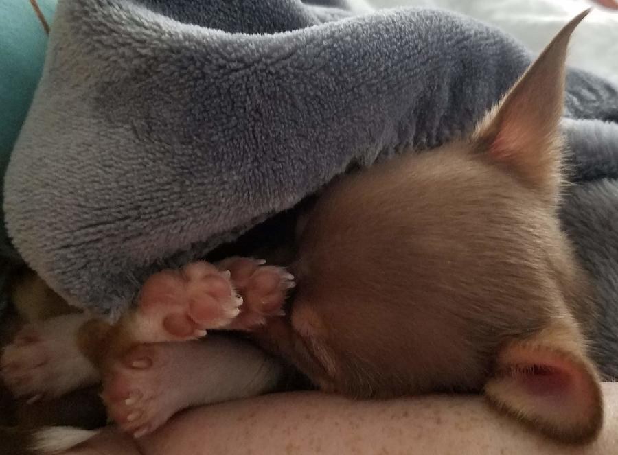 Puppy Sleeping with Feet by Autumn Sleger