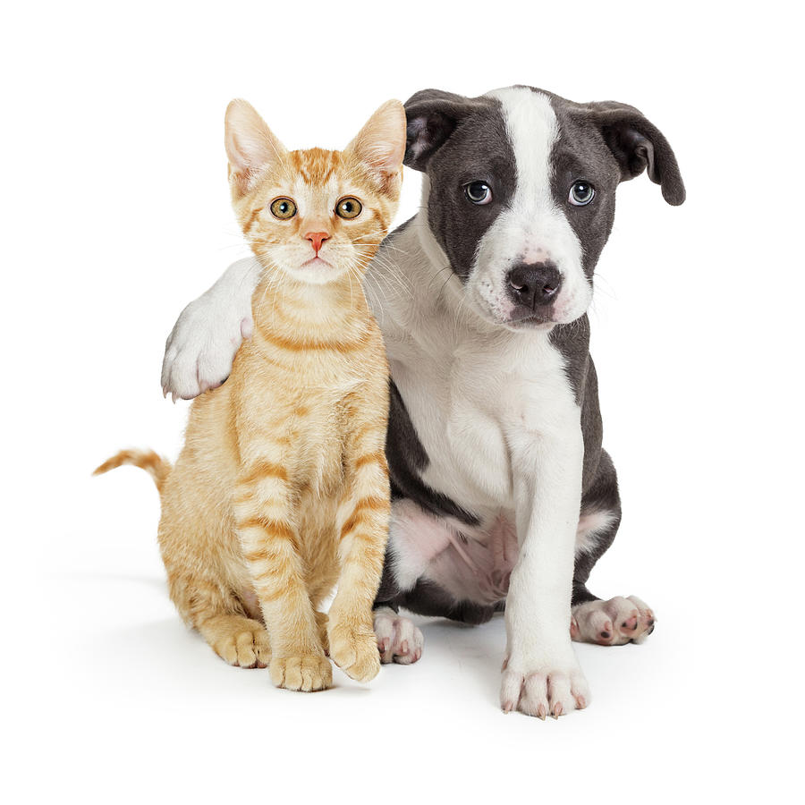 Puppy With Arm Around Cute Kitten Photograph by Good Focused
