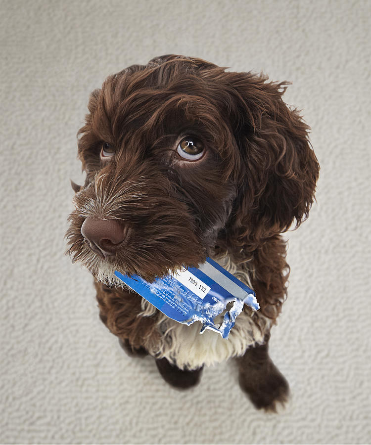 Puppy with chewed credit card Photograph by Gandee Vasan
