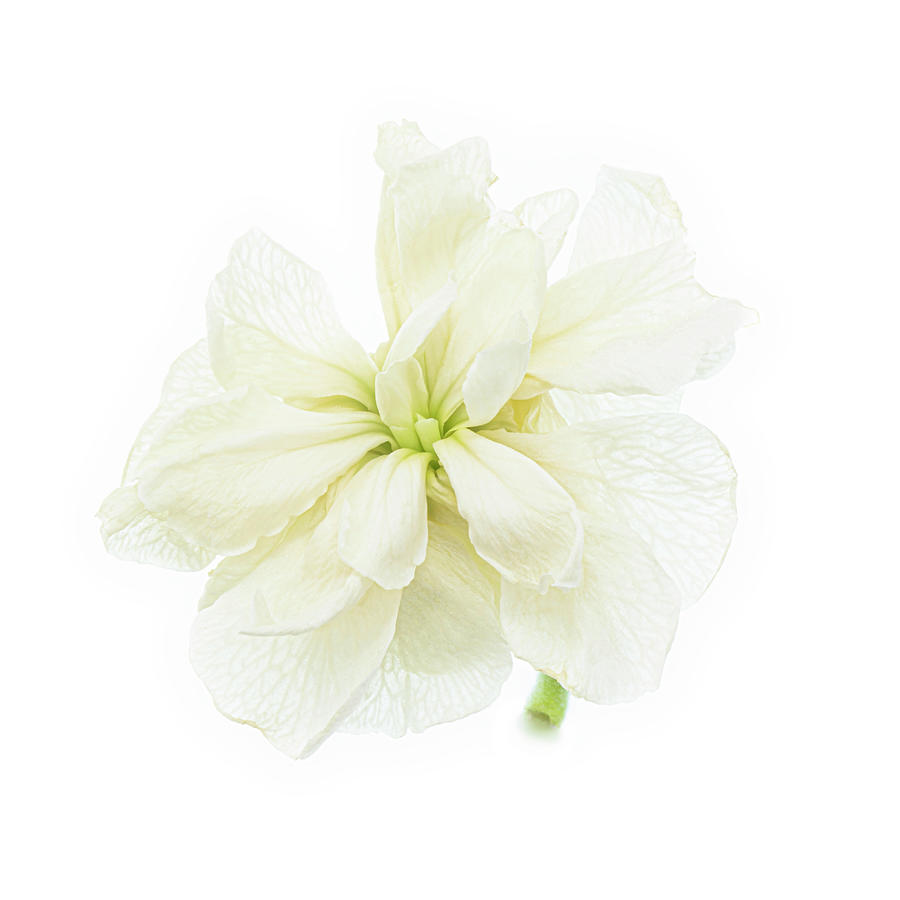 Flower Photograph - Pure and Simple Flower by Sandi Kroll