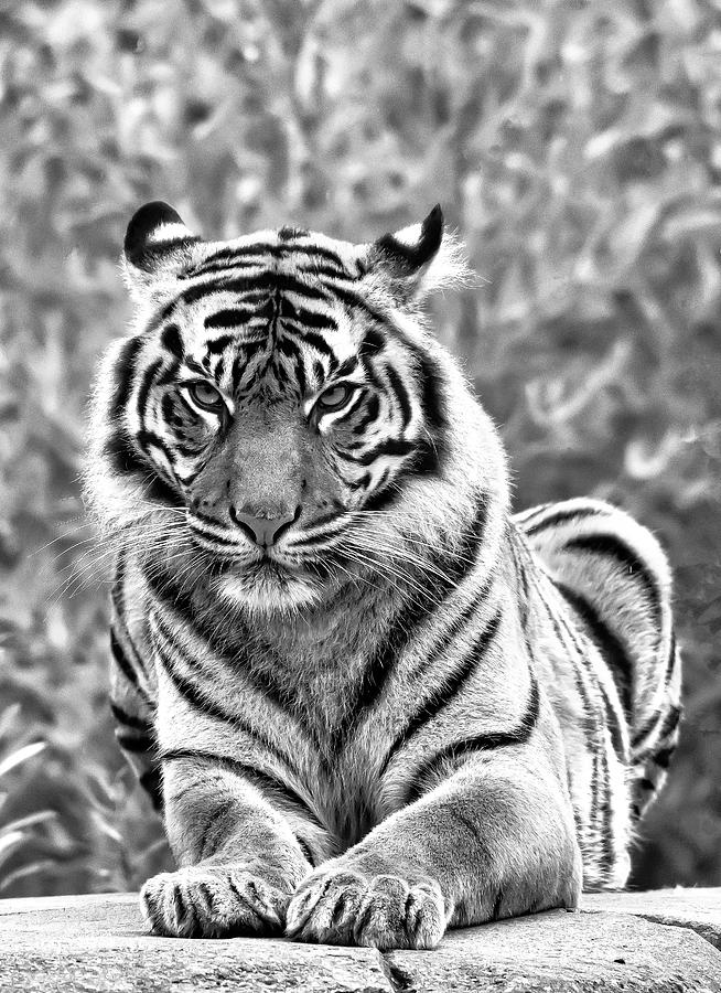 Tiger Photograph - Amur Tiger Black And White by Darren Wilkes