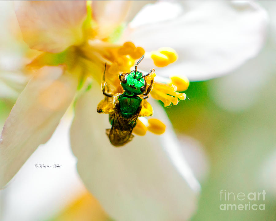Pure Green Sweat Bee - Augochlora pura 2  Photograph by Kristin Hatt